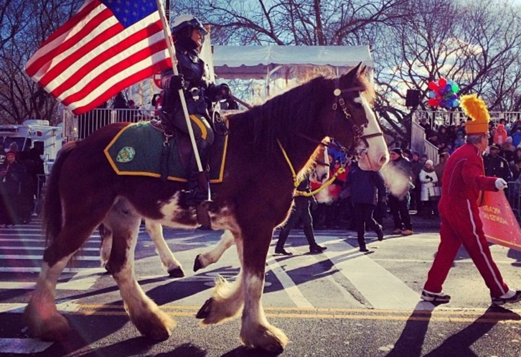 horse crazy by sarah maslin nir