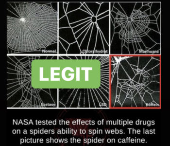 spider experiment with drugs