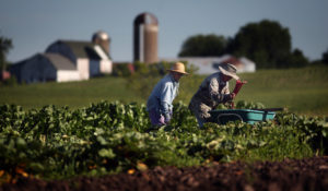 Phua (left) and Blia Thao harvested rhubarb on their farm in Spring Valley, WI.  (JIM GEHRZ/STAR TRIBUNE)