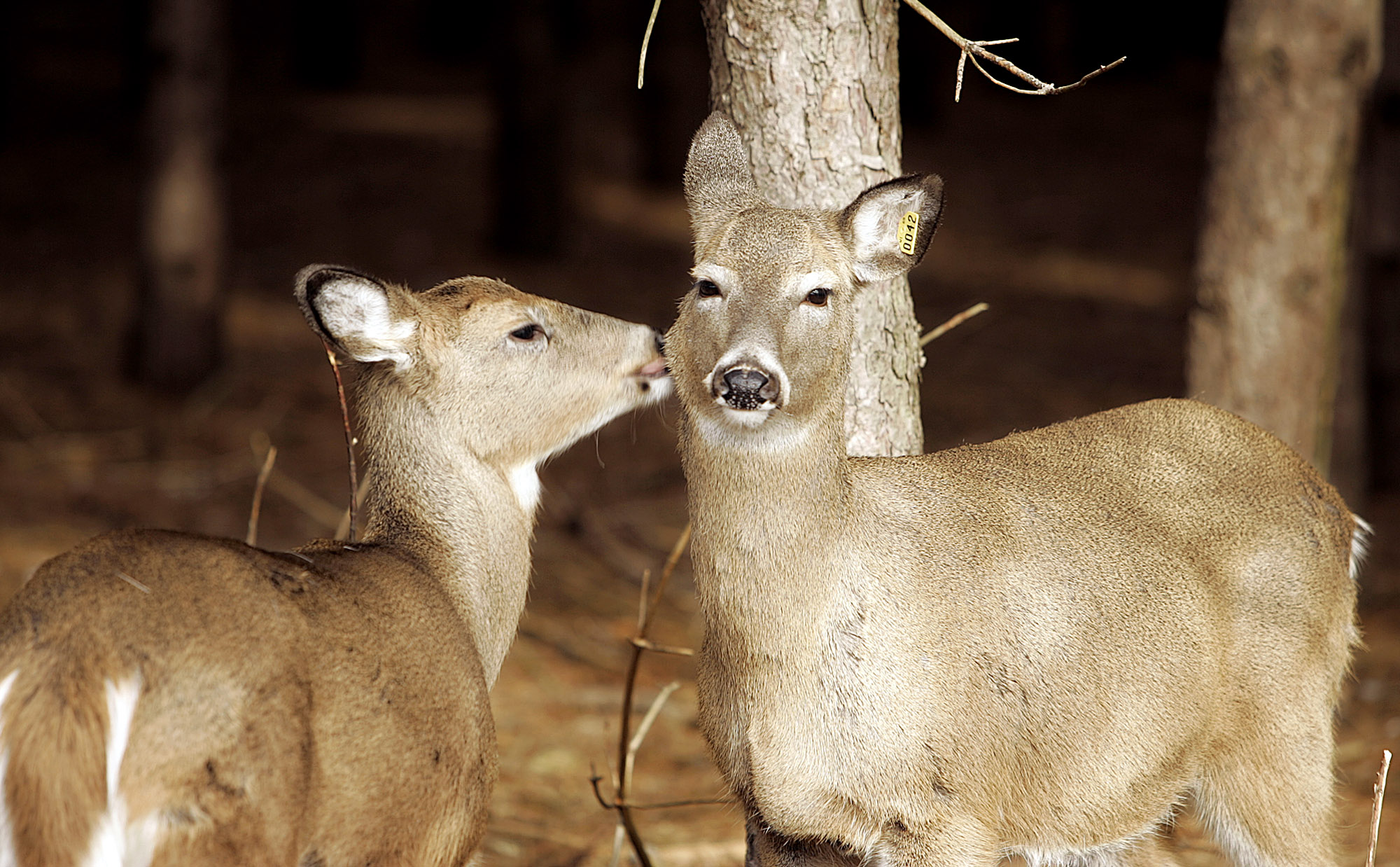 Deer licenses sold in Wisconsin don't prove the state has one of the ...