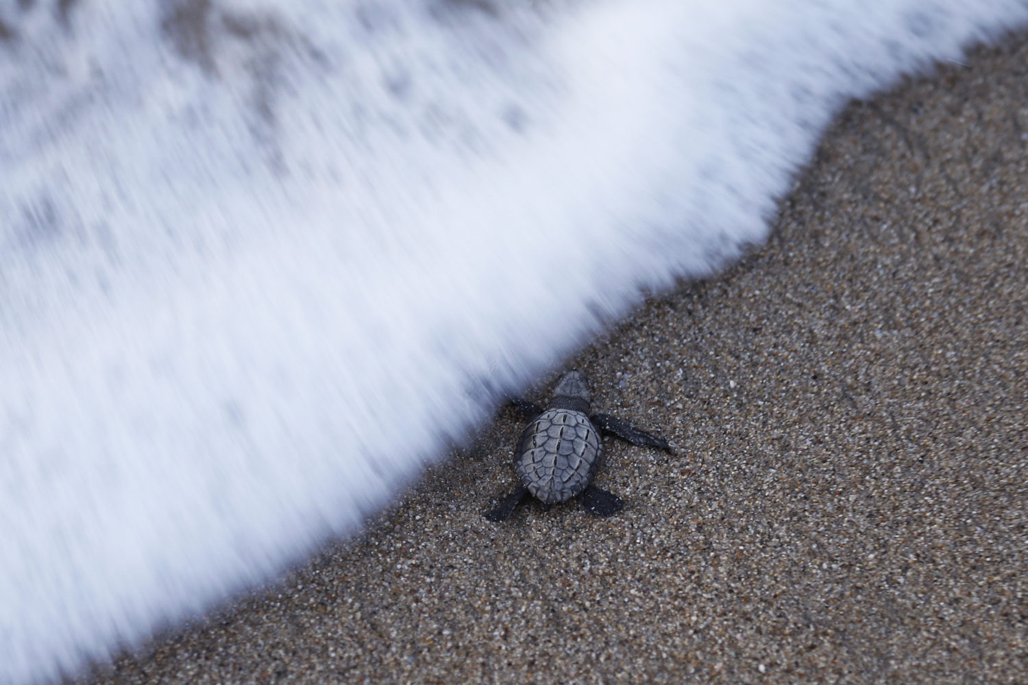 An small, gray Olive Ridley sea turtle is inches from the sea foam on a beach, as it makes its escape to the ocean after hatching.